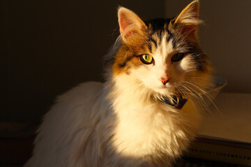 Fototapeta premium Cat of Sunshine