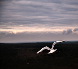 seagull in flight