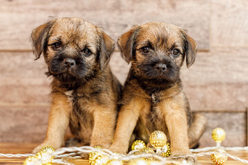 Little beautiful puppies in the lights of the garland