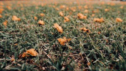 Flores caidas no gramado