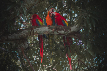 three macaws on a tree 