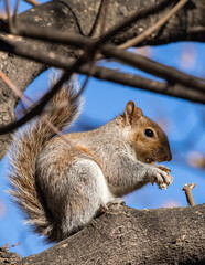 squirrel on a tree eating with sky background