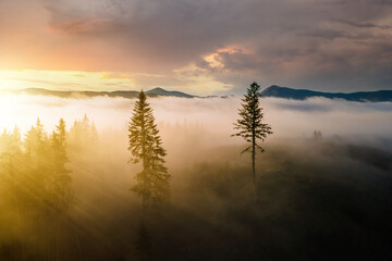 Obraz na płótnie Canvas Aerial view of dark green pine trees in spruce forest with sunrise rays shining through branches in foggy fall mountains.