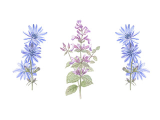 Composition of two cornflowers and lemon balm on white isolated background. Watercolor illustration. Botanical sketch style. Nice for cottage style and farmhouse style decor.