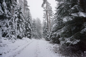 winter landscape and trees covered with snow