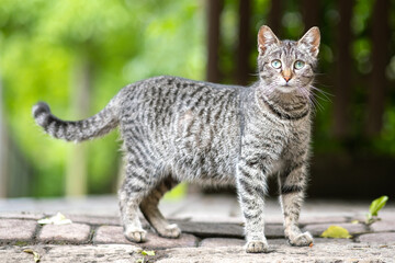 Cute gray striped cat standing outdoors looking in camera on summer street.