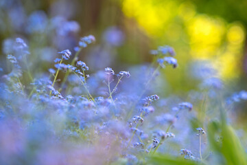 Closeup of colorful tender spring flowers blooming in green park.