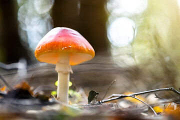 Red fly agaric poisonous mushroom growing in autumn forest.