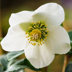 White Helleborus