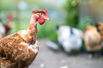 Closeup of domestic chicken feeding on traditional rural barnyard. Hens on barn yard in eco farm. Free range poultry farming concept.