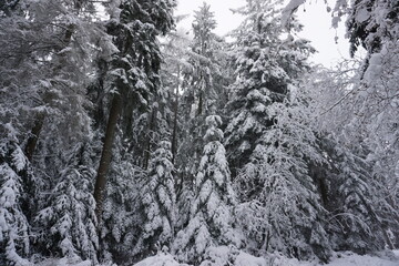 winter landscape and trees covered with snow