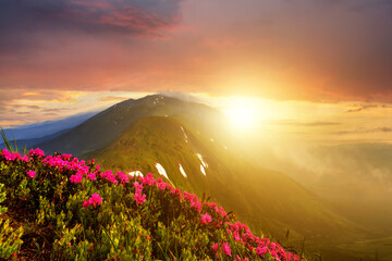 Sunset landscape with green grass meadow, red blooming flowers, high peaks and foggy valley under vibrant colorful evening sky in rocky mountains.