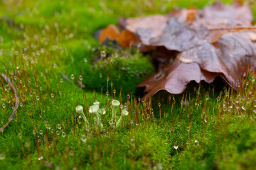 Lichess among moss and leaves in the forest