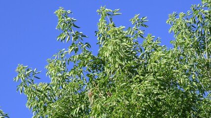 Soft focus to fresh green leaves against blue sky in summer sunny day. Side view to lush foliage at high top of deciduous tree in park. Camera looks up to tree branches shaking in wind