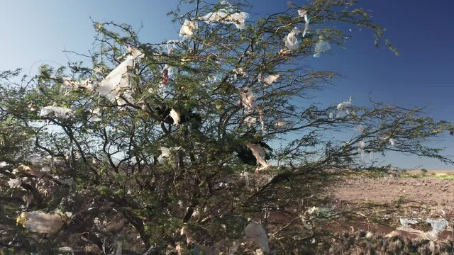 Nature disaster footage, 4K aerial. Drone flying close to the green tree branches covered with plastic bags with blue sky on motion background on sunny summer day. Environment pollution by people 