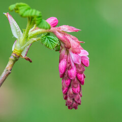 Ribes Buds