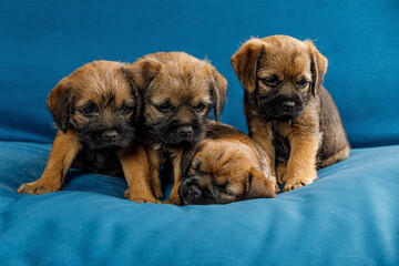 4 little beautiful puppies on a blue sofa 