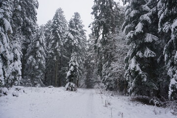 winter landscape and trees covered with snow