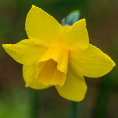 Fototapeta na wymiar Miniature Daffodil