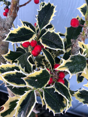 Morning Frost