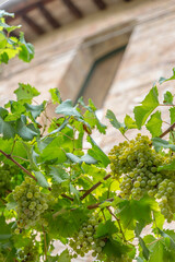 Creeper vine in the home village of Spello in Umbria (Italy)
