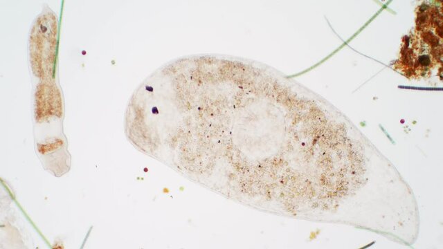 Planaria flatworm under the microscope view for education of biology.