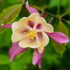Pretty Aquilegia