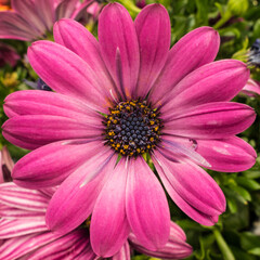 Obraz premium Pink Osteospermum