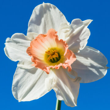 Daffodil Salome