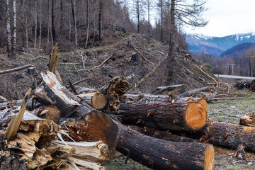 Cleaning up forest areas damaged by fire. Central Oregon, USA