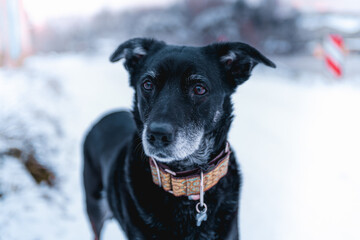 Black dog in the snow