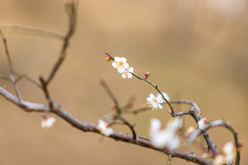 早春に咲き始めた梅