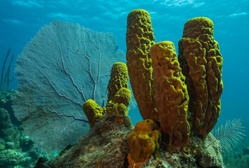 Yellow sponge close up Isla de Juventud Cuba