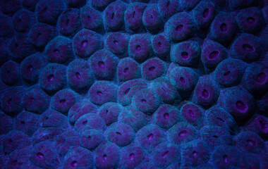 Coral close up under UV light Cayman Islands