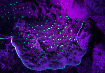 Coral fluorescent under UV light Cayman Islands