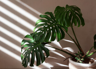 Monstera plant in a white pot is lit by light from a window with shaded blinds.