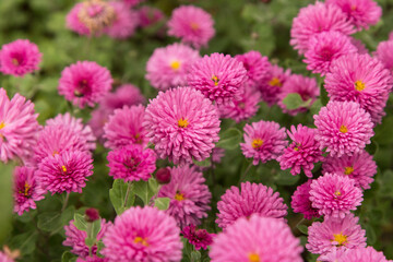 Pink autumn chrysanthemum flowers in the garden, floral background
