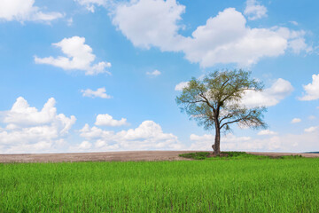 Lonely tree in a green field against a blue sky with clouds