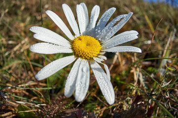 common daisy on a grassy meadow, growing wild in nature