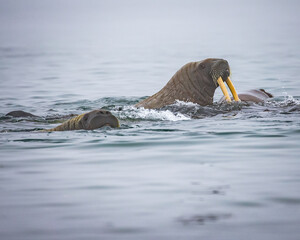 Adult female walrus raises her head above others to look for danger
