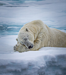 Naklejka na ściany i meble Large white polar bear takes an afternoon nap