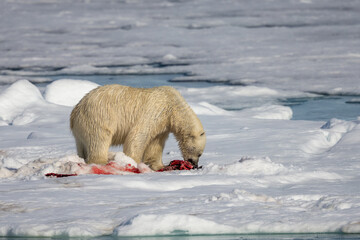 Large male polar bear feeds on Arctic seal