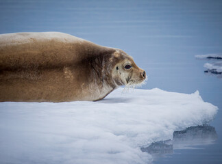 Medium shot of a bearded seal watching for danger and prey.