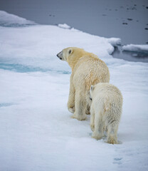 Obraz na płótnie Canvas Mother and son polar bears walking away