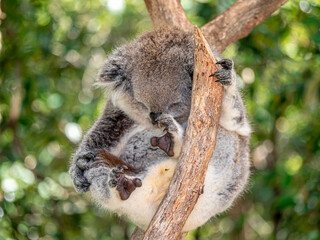 Koala Ball