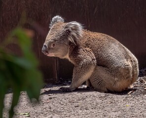 Koala On Ground