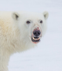 Obraz na płótnie Canvas Polar bear portrait with blood on its nose.