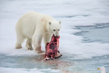 Polar bear pulls seal out of water to better location