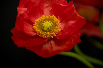 flower of poppy