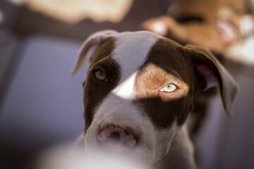 portrait of a dog